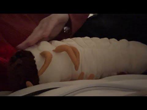 (ASMR) you are a grub. 