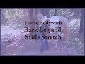 Horse Bodywork - Back Leg and Stifle Stretch