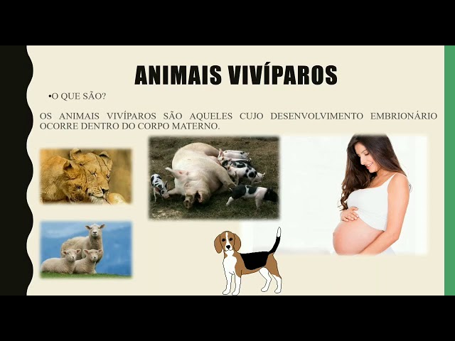 Fotos De Animais Viviparos Bioloninja Olá, Bioloninjas! Lembrem Se: