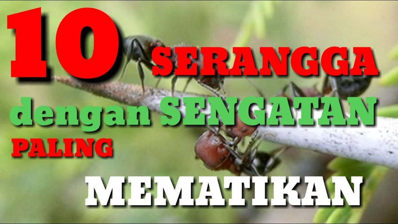 10 serangga dengan sengatan paling mematikan