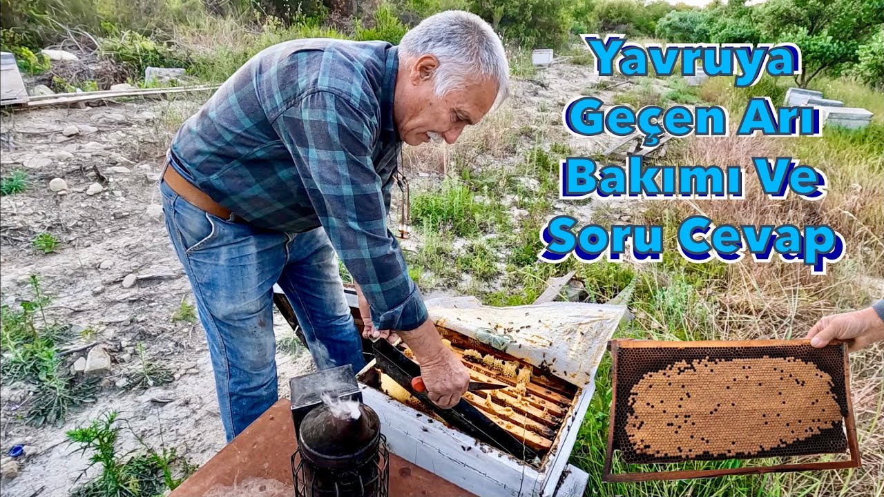 Arı Bakımı Kovana Takviye Verme Ve Soru Cevap /Arıcılık Videoları