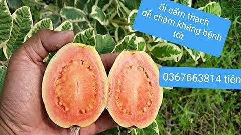 Cây giống ổi cẩm thạch ( 0367663814 gặp tiên ) 🥰