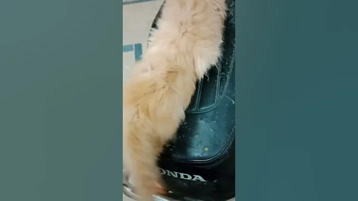 Watch the video about Persian Golden kitten 🐈🐾 #catlover #pets #shorts