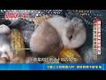 鐵路運送如煉獄! 活體動物當"包裹"裝籠塞車廂｜三立新聞LIVE