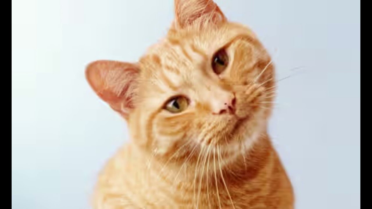 Feline Guardians theme v  1