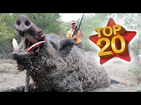 TOP 20 INCREDIBLE WILDBOAR HUNTS- DESTRUCTIVE Blow- PERFECT SCENES- HOG HUNTS- PIG HUNTER