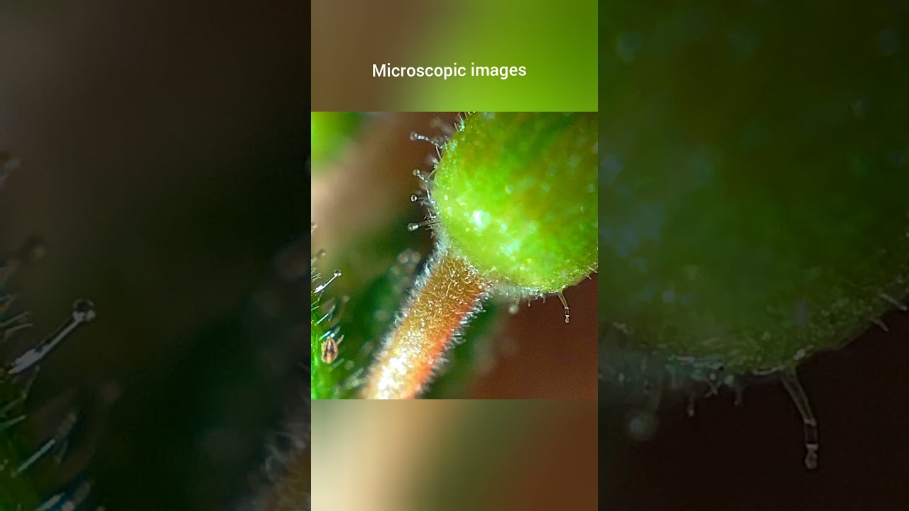 മുക്കുറ്റി പൂവിന്റെ microscopic images-5 