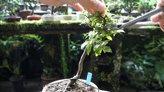 Bonsai diary】 山採りエゴノキの経過報告（芽摘み）♯345 - YouTube