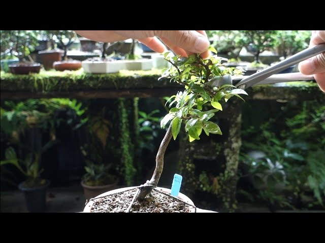 Bonsai diary】 山採りエゴノキの経過報告（芽摘み）♯345 - YouTube