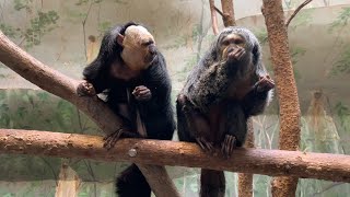 Saki Monkeys Munch on Nuts