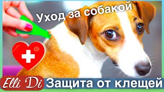 ЗАЩИТА СОБАКИ ОТ КЛЕЩЕЙ | УХОД ЗА СОБАКОЙ | ELLI DI(Капли от клещей купила здесь: http://www.mirkorma.ru Как защитить собаку от клещей? Смотрите видео! ▽ Я в соц сетях..., 2016-04-20T10:17:44.000Z)