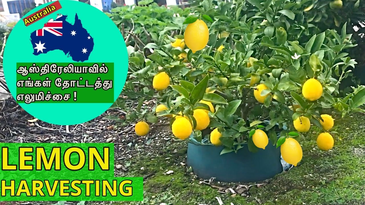 Growing lemons/Lemon Harvesting/ Gardening YouTube