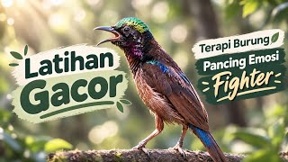 Pancingan konin gacor tajam burung Kolibri ninja #konin #kolibrininja #koningacor #masterankonin