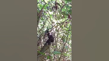 Bẫy sóc bằng lồng bẫy chuột đơn giãn nhưng hiệu quả rất cao #shorts