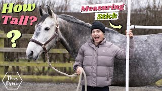 How to measure a horse  How Tall are all my Horses? Measuring Stick DIY | This Esme