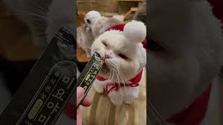 ⛄메리크리스마스! 랜선집사님들 행복한 크리스마스 되라옹❤ #고양이발자국 #고양이 #cats #cat #고양이모자 #크리스마스 #메리크리스마스