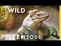 The Bugs of the Zoo (Full Episode) | Secrets of the Zoo: Down Under