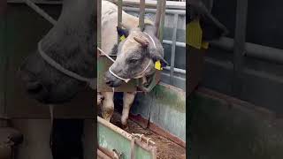 Radmore Farm The Real Farming Revolution