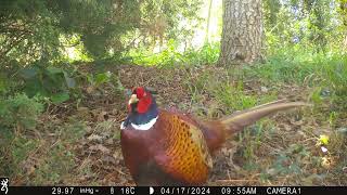 Pheasant in focus | Trail Camera Wildlife | Garden Watch Burton Joyce | #nature #pheasant