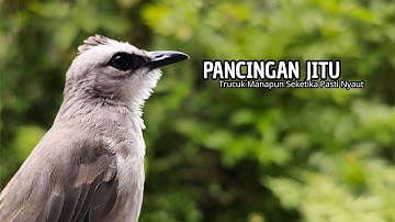 Trucukan GACOR ngalas ROPEL PANJANG suara alam AMPUH buat pancingan jadikan trucuk Gacor GARUDA