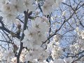 Cherry Blossom (Sakura) Japan 2026