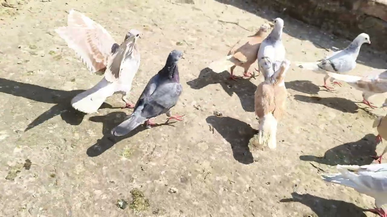 Mere Kabootar ka shok  #pigeon #kabutar 
