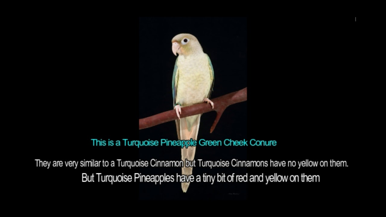 Turquoise Green Cheek Conure Mutations.