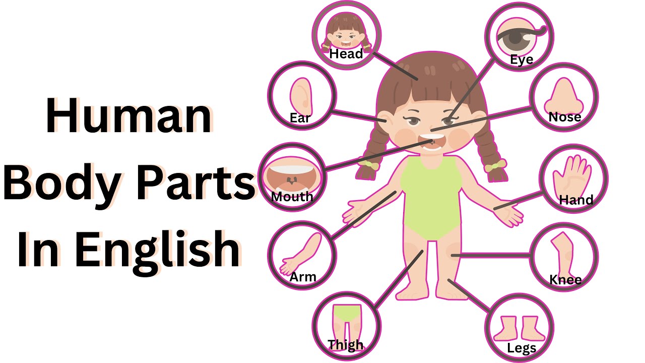 Human Body Parts Name With Picture Body Name In English YouTube human-body-parts-name-with-picture-body-name-in-english-youtube