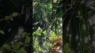 #goa гвоздика плантация специй экскурсия