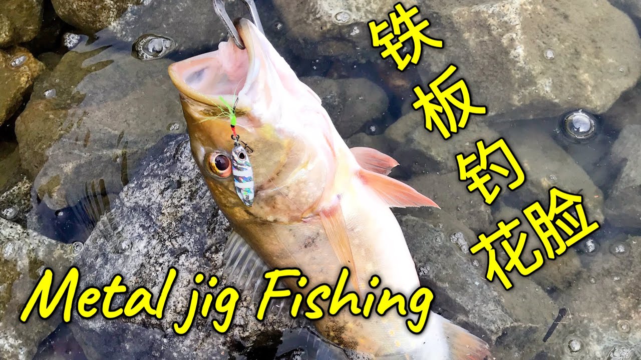 Bedok Reservoir Lure Fishing Metal jig Fishing 勿落蓄水池另一种有效钓法， 抽铁板敲它家