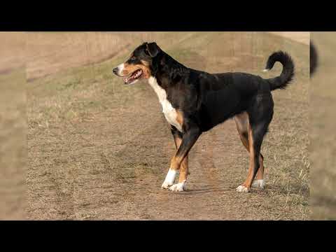 Video: ¿Los perros de montaña de Bernese arrojan mucho pelo?