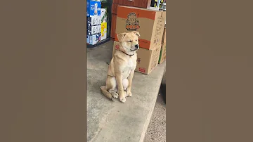 Sleepy Dog Nearly Falls While Sitting In Sichuan Chengdu China 