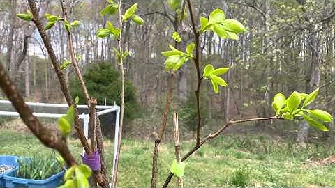 Update 4/11/21: Jiro persimmon leafing