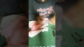d.i.y how to powerized air rifle armscor co2 in basic.