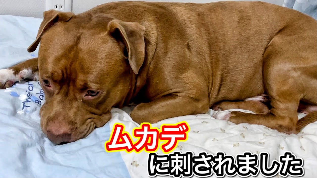 犬 が ムカデ に 刺され たら