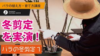 バラの植え方・育て方講座17【バラの冬剪定①〜実演編】