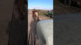 horse farm #farming #agriculture #farm #farming #shorts #withme #fyp