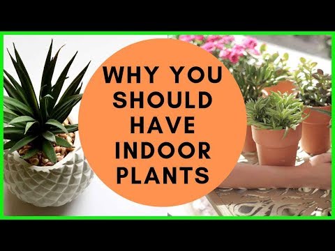 Video: The Role Of Indoor Plants In Human Life