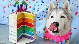 How To Make a Rainbow Birthday Cake For Dogs 🌈 DIY Dog Treats