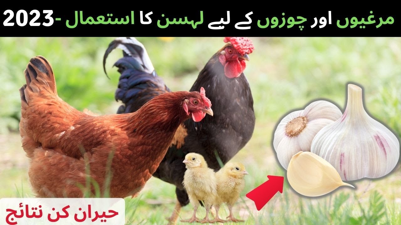 Benefits of feeding garlic to chickens 2023🤑🤩Murgi ko lahsun khane ke faydeAntibiotics for