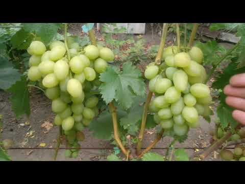 Саженцы Винограда Каталон Купить В Крыму
