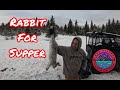 Rabbit hunting in alaska  cooking snowshoe hare for dinner