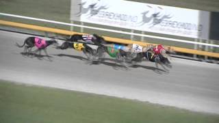 Albion-Park-03032016-Race-4