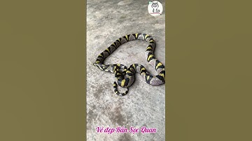 Vẻ đẹp của rắn sọc quan  #dongvat #ran #shorts