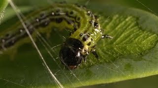 Box Tree Moth Life Cycle - Neonate Larvae Feeding and Moulting (Documentary)