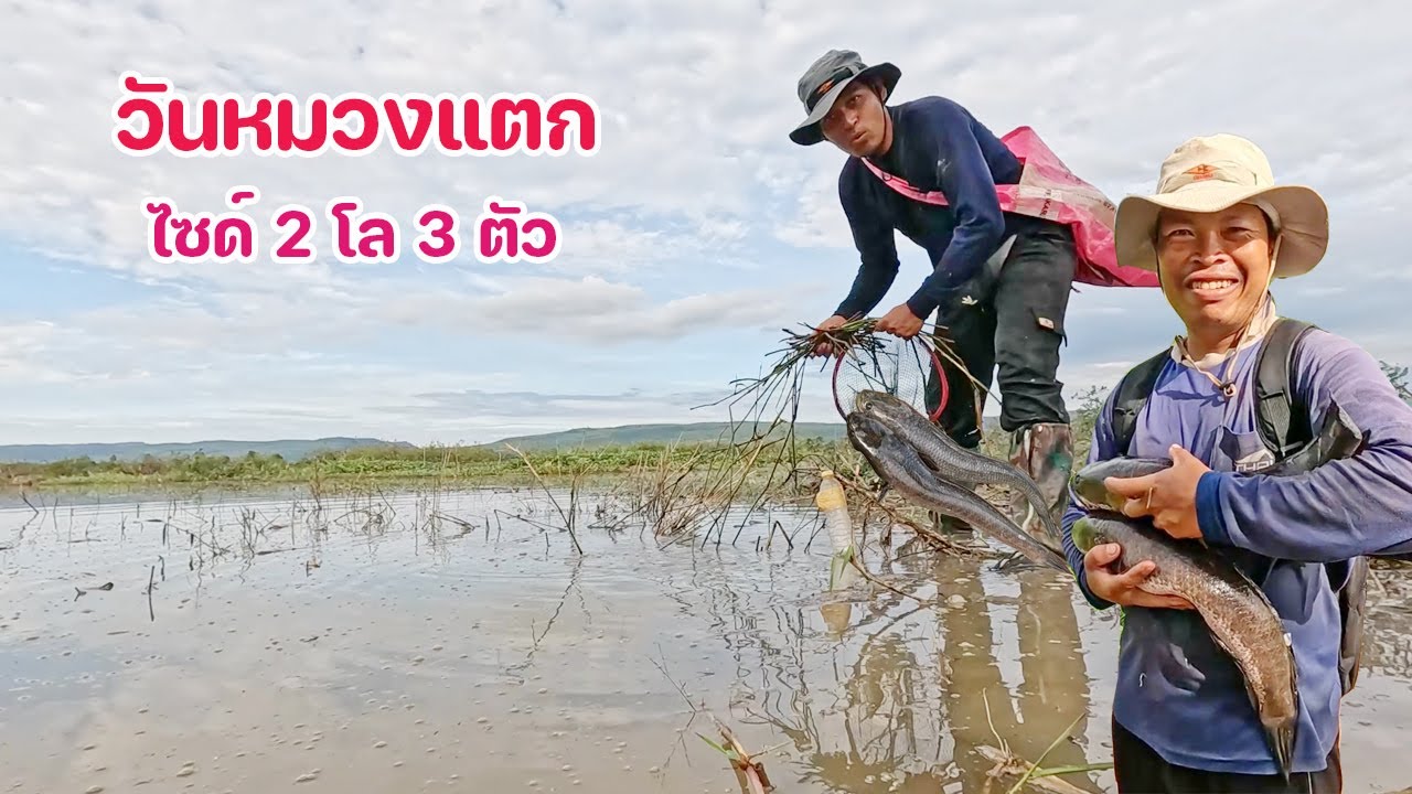 ใส่เบ็ดปลาเขื่อน ในวันที่มีทั้งคนหมานที่สุด และซวยที่สุด ห้ามพลาด ปลาใหญ่ไซด์ 2 โล หลายตัวด้วย