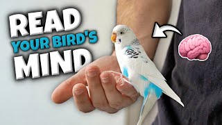 Bird Behavior: What Is Your Bird Trying to Tell You? by Bird Nuggets 19,011 views 5 months ago 3 minutes, 8 seconds
