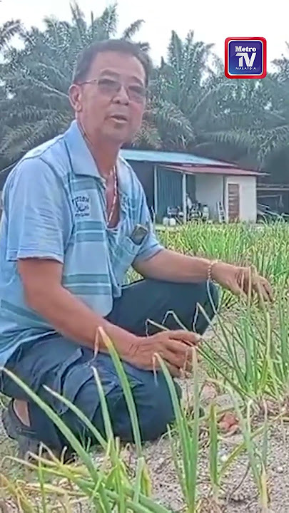 Perak hasilkan bawang pertama Malaysia