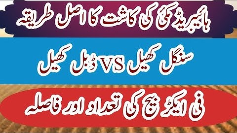 which is the best method of spring maize cultivation single row vs double row