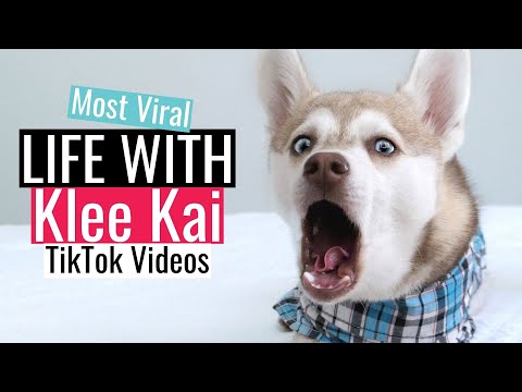 Video: Alaskan Klee Kai İt Cinsi Hipoallergen, Sağlamlıq Və Ömür